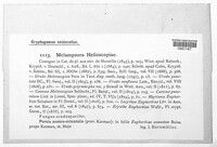 Melampsora euphorbiae image